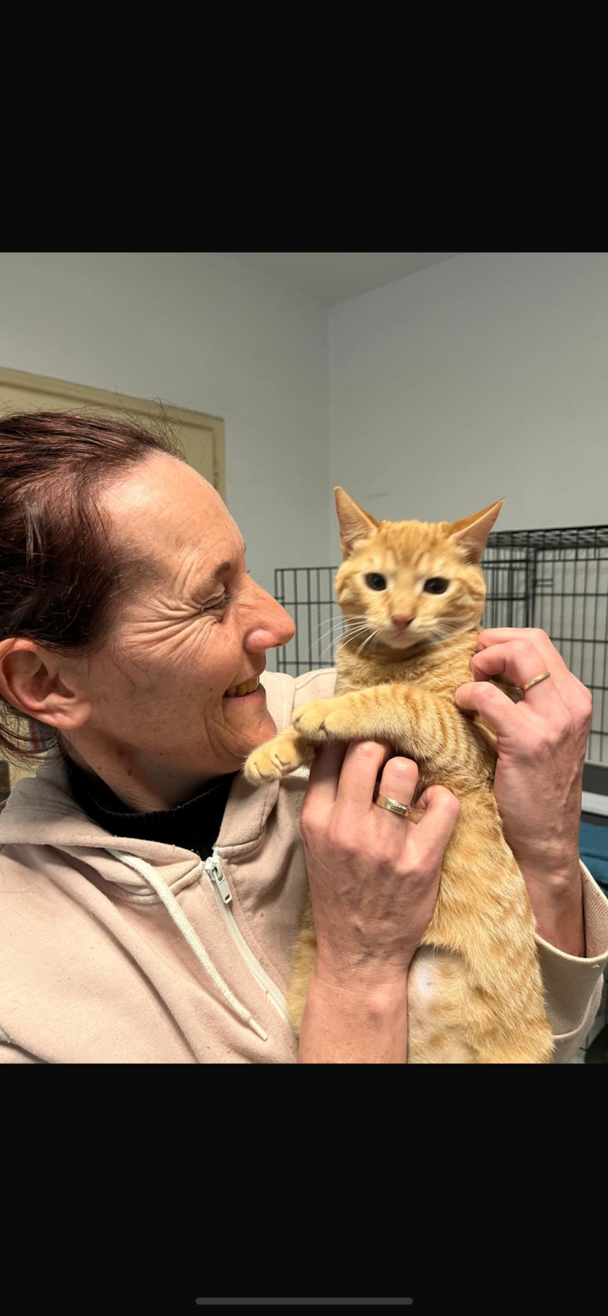 A rescued ginger cat being held safely by a caregiver