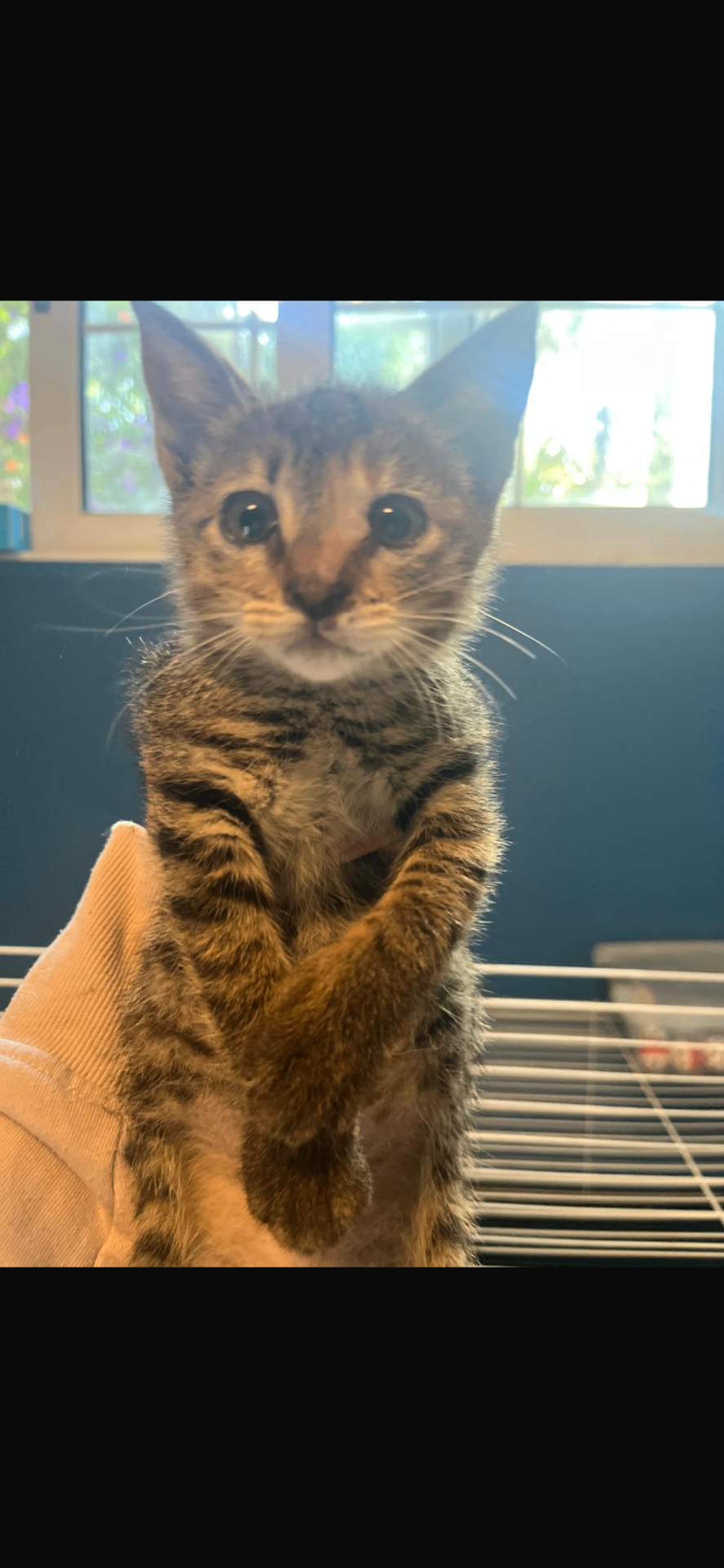 A tiny rescued tabby kitten looking toward the camera
