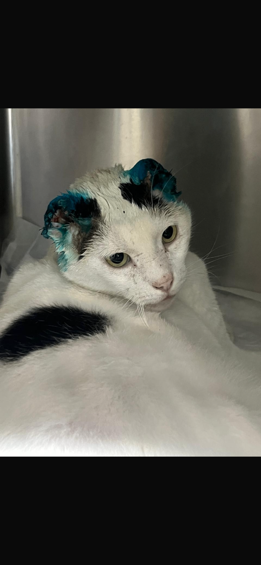 Rescued white cat receiving careful veterinary treatment