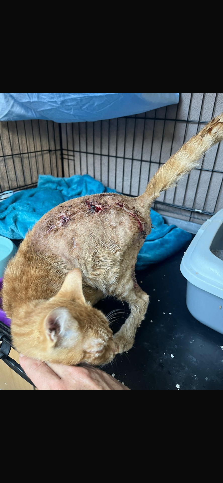 Rescued ginger cat responding to gentle care during recovery