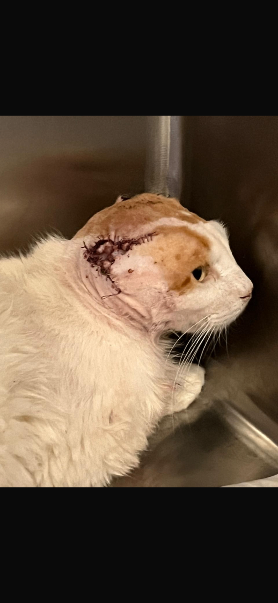 Rescued cat recovering safely after urgent veterinary surgery