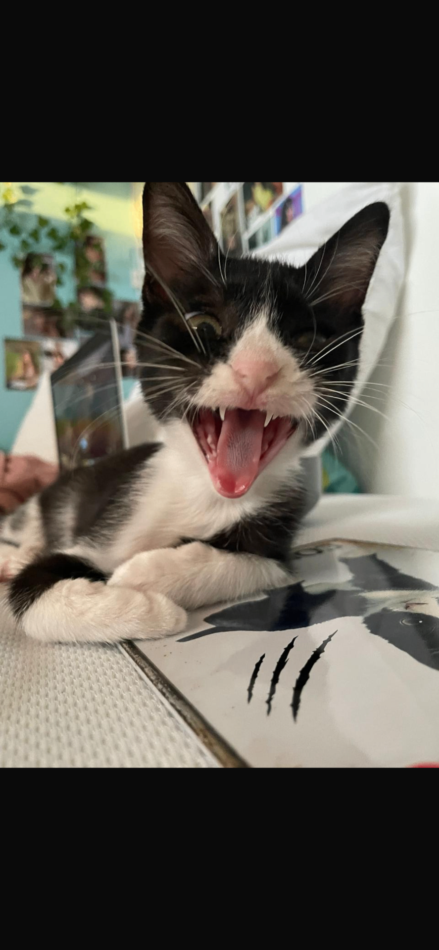 Happy rescued kitten playing in its forever home