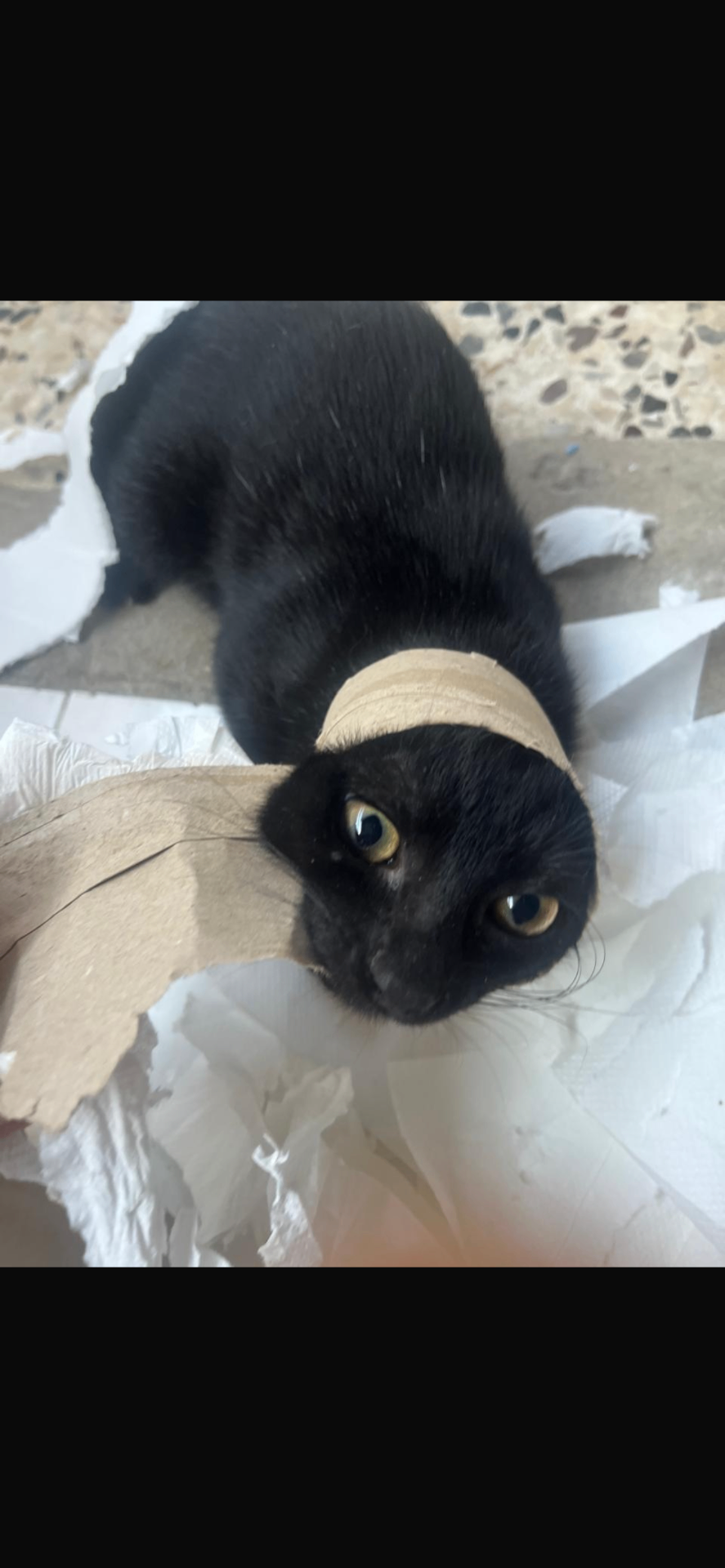 Rescued black cat recovering with a protective neck bandage