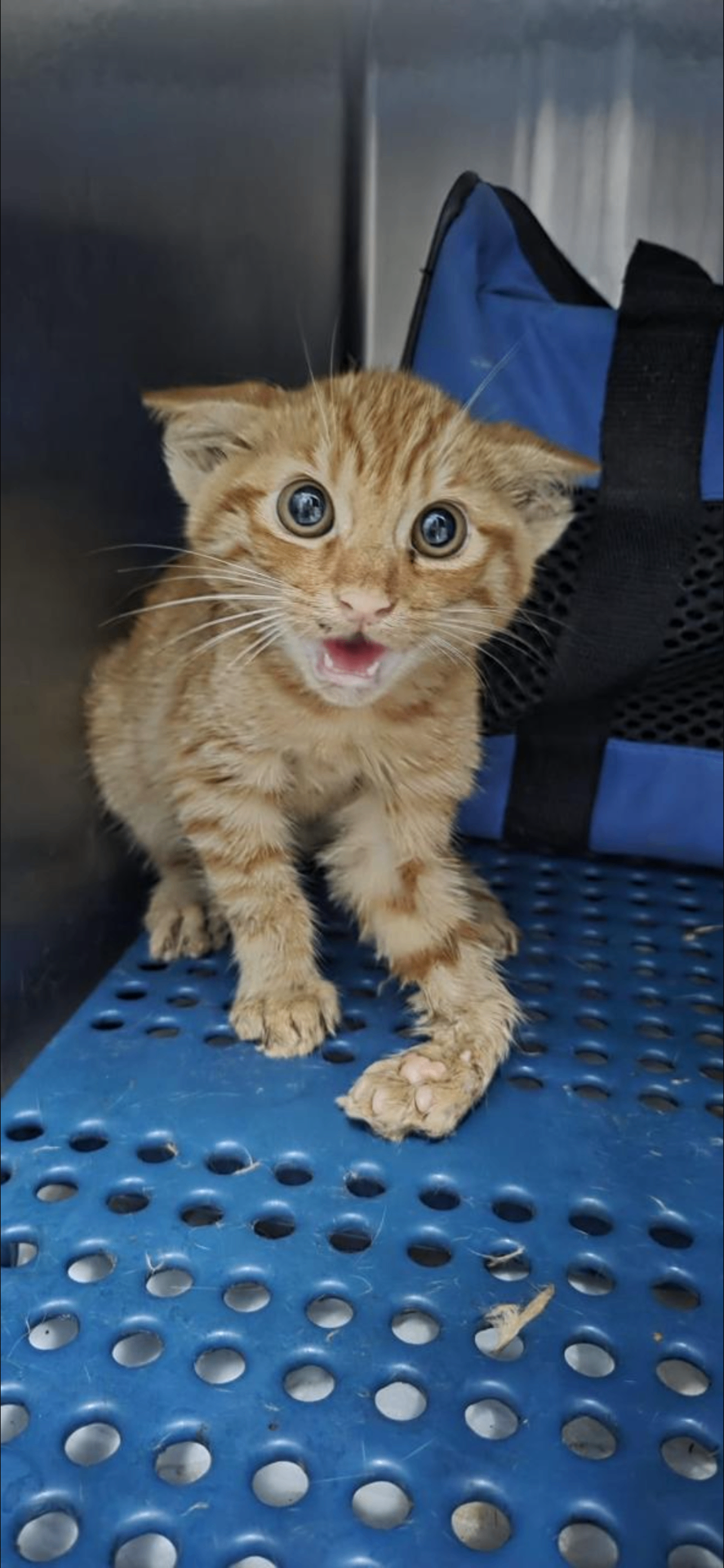 Tiny rescued ginger kitten safe in veterinary care