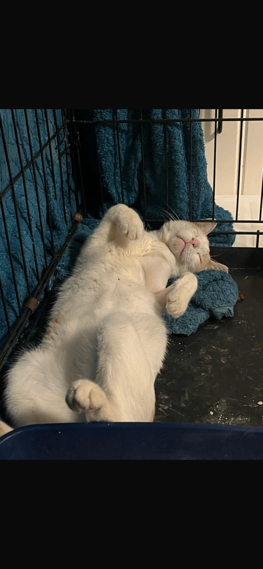 Rescued white cat sleeping safely and comfortably