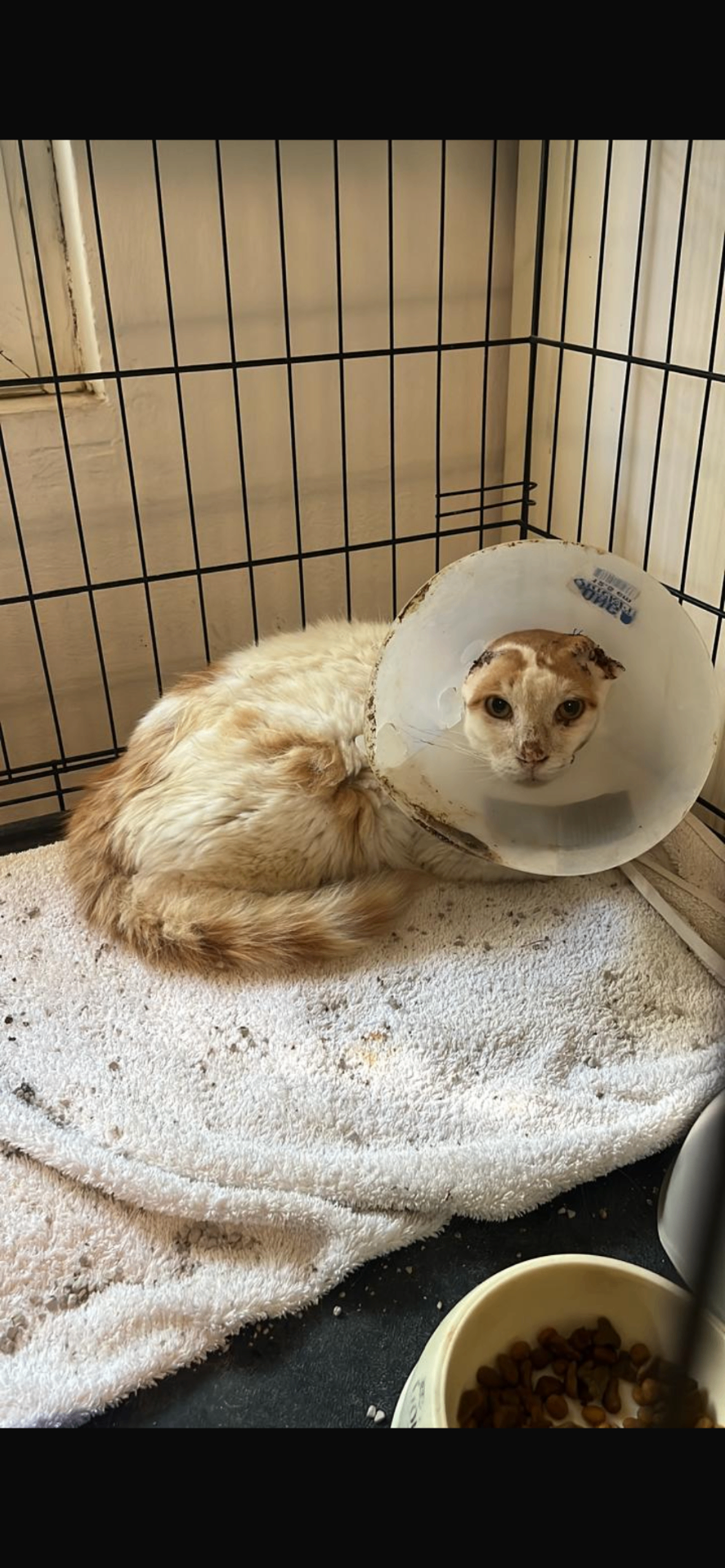 Rescued cat resting safely during post-operative recovery