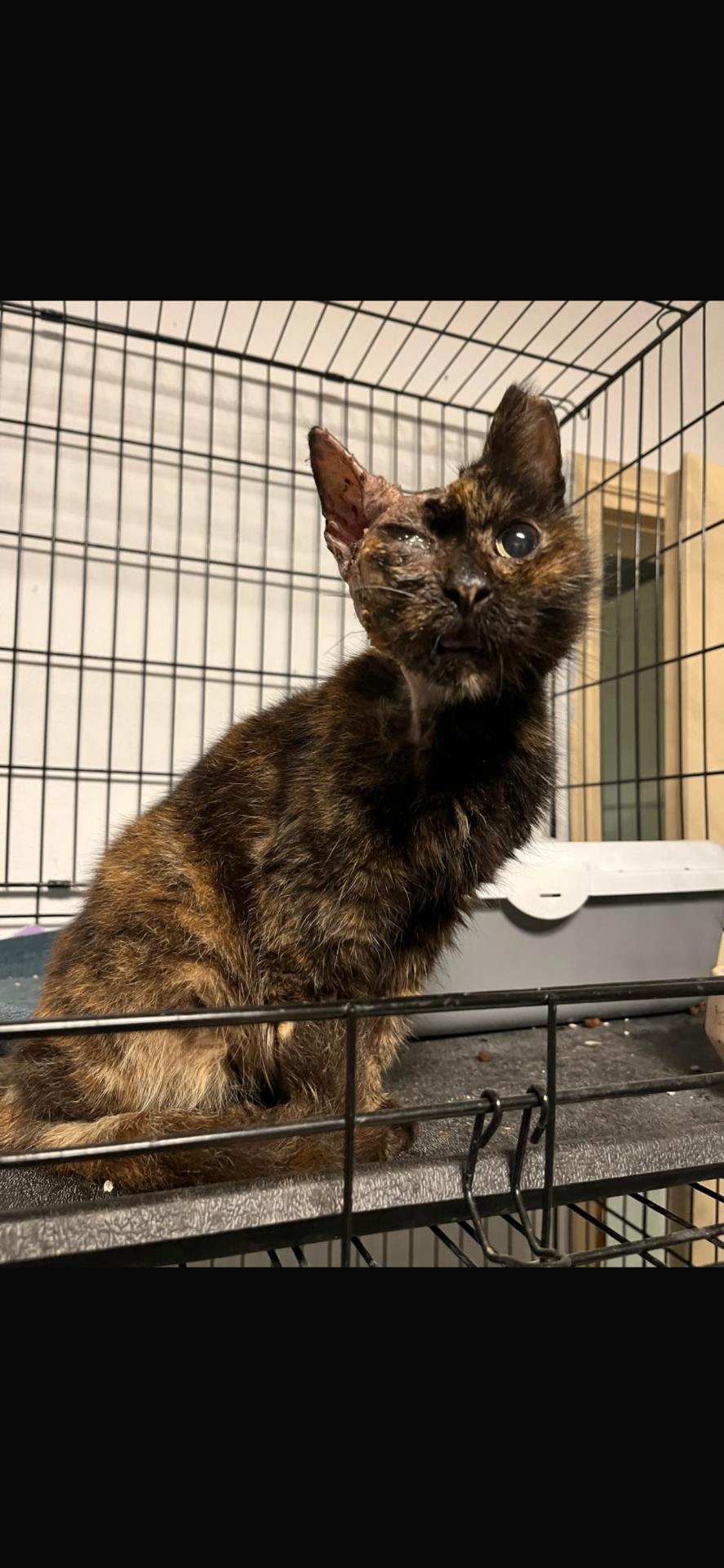 Rescued tortoiseshell cat alert and recovering under care
