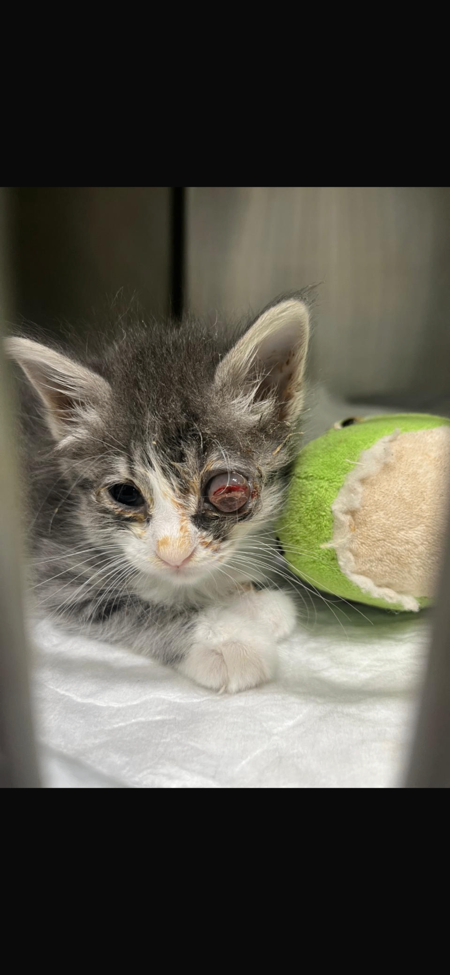 Tiny rescued kitten receiving treatment for a serious eye injury