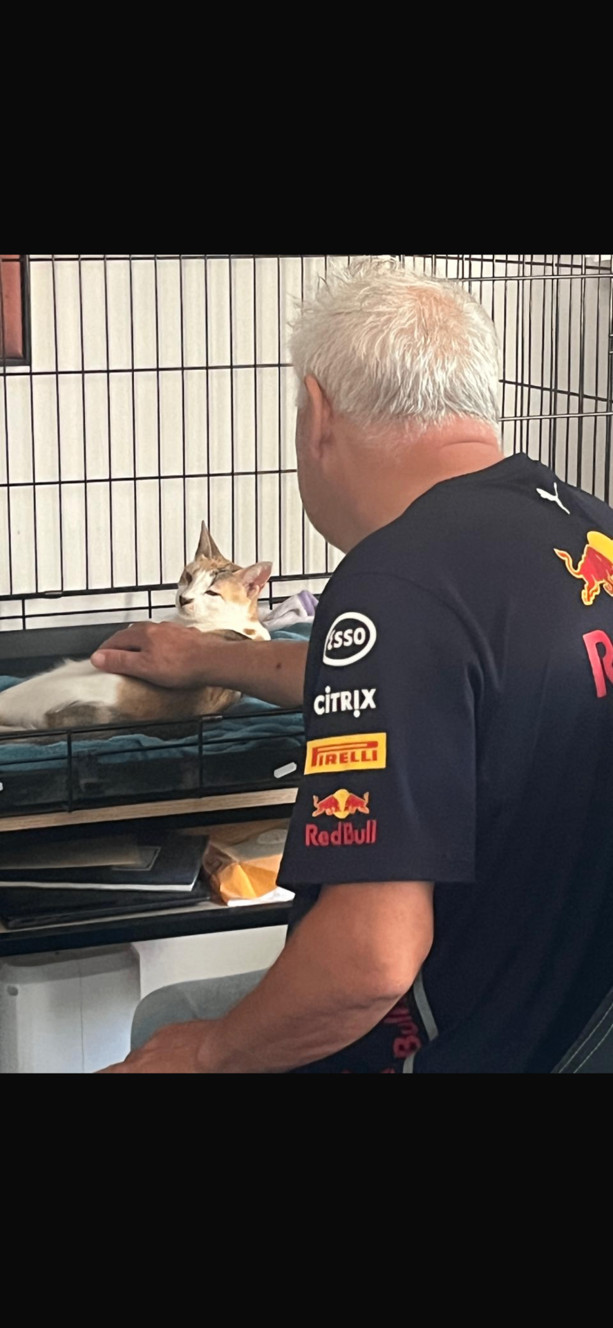 Adopted cat enjoying a loving welcome from its owner
