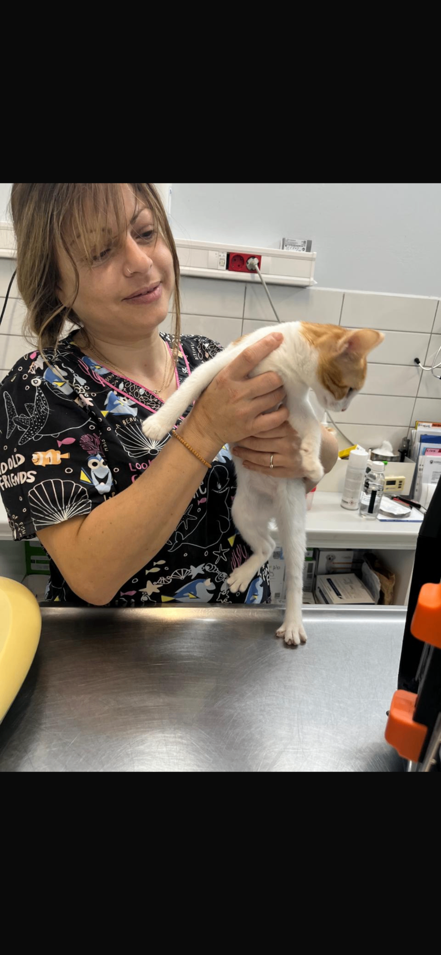 A rescued cat receiving veterinary care