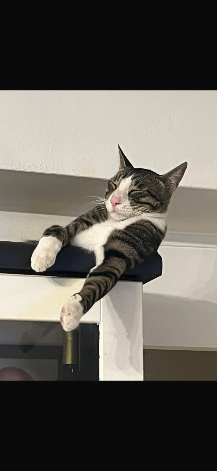 Rescued tabby cat relaxing peacefully in its new home