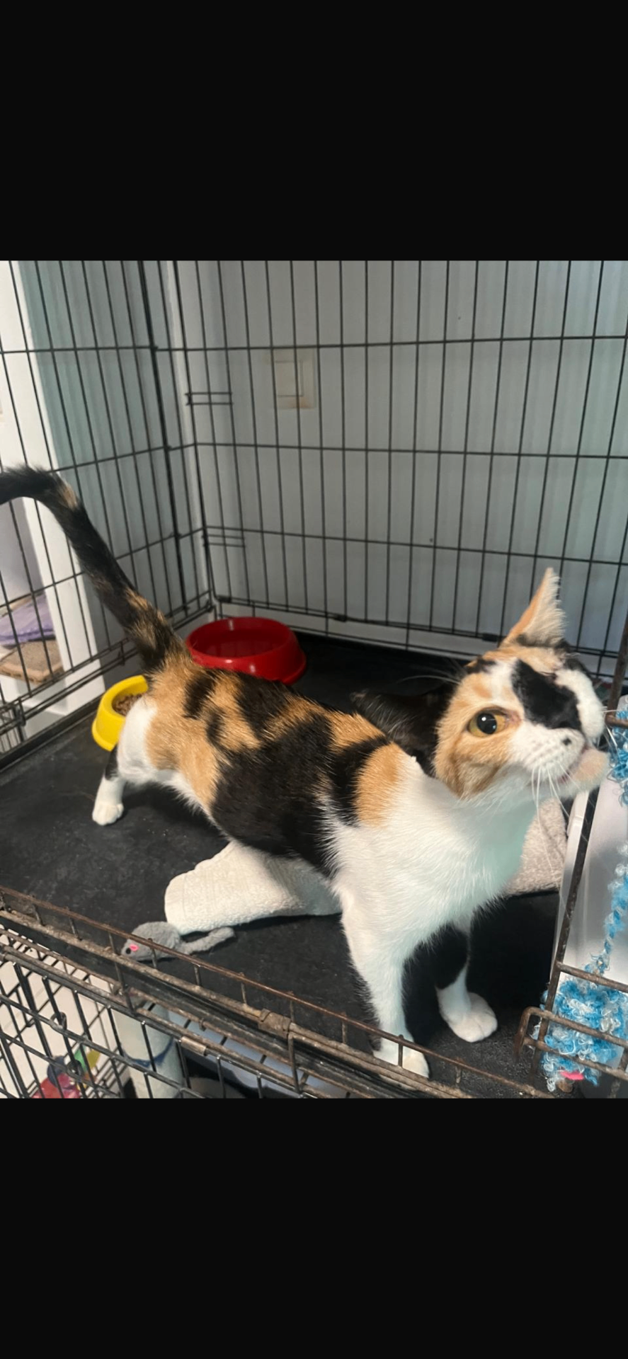 Rescued calico cat settling into a safe home